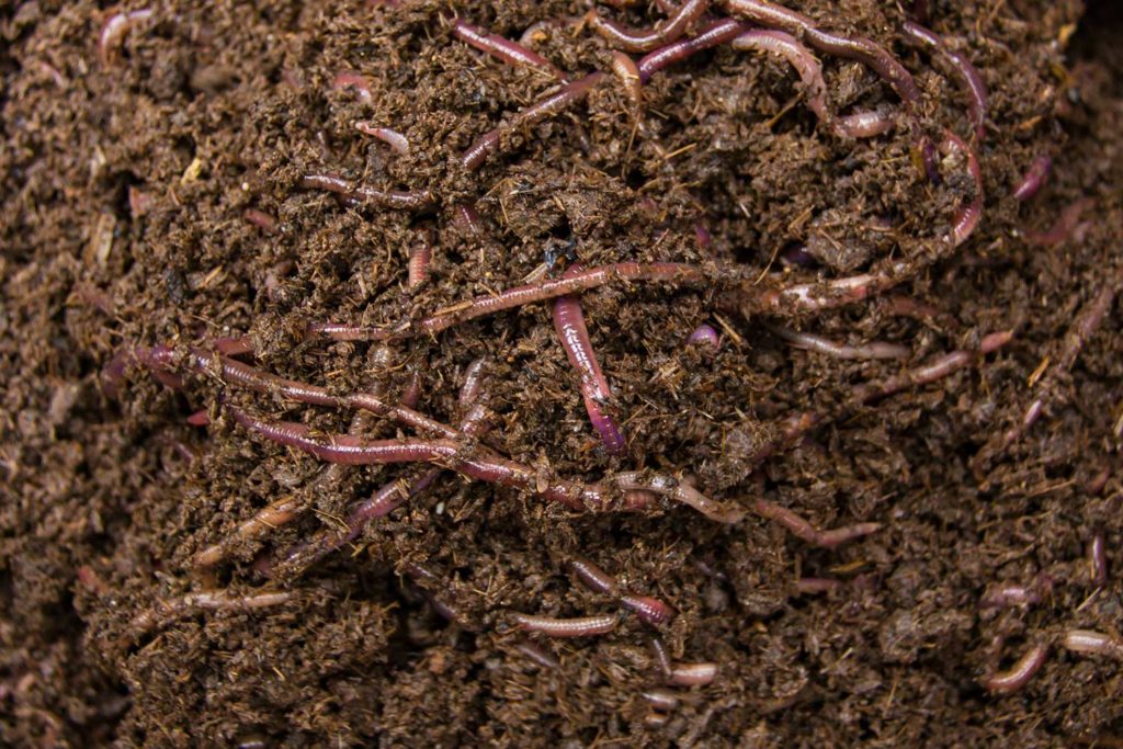 Earthworms, best friend for the soil
