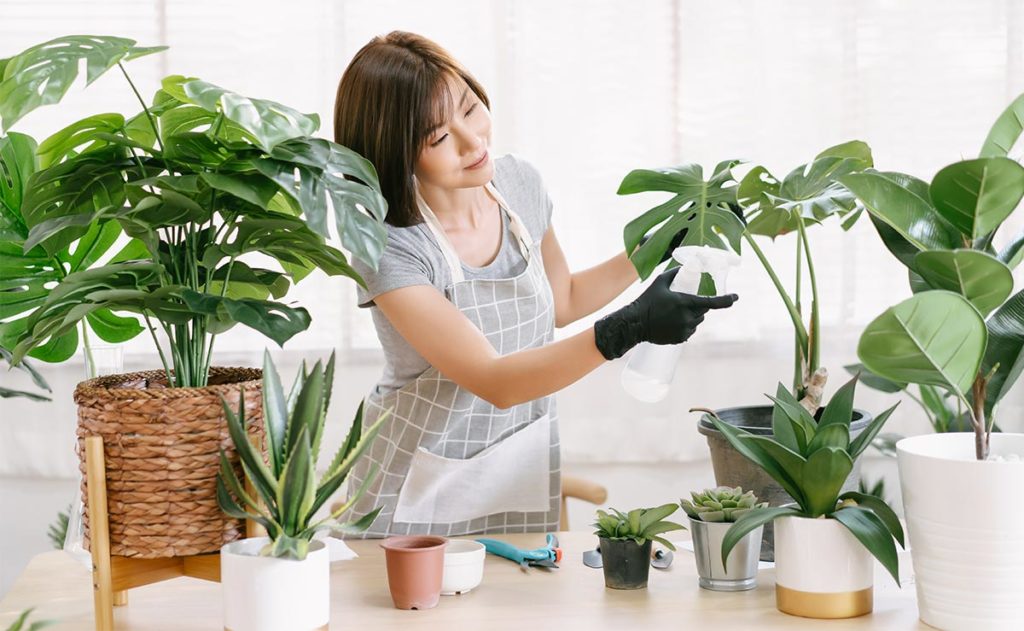 plant maintenance is important for plants to grow healthier. Plant care is a commitment.