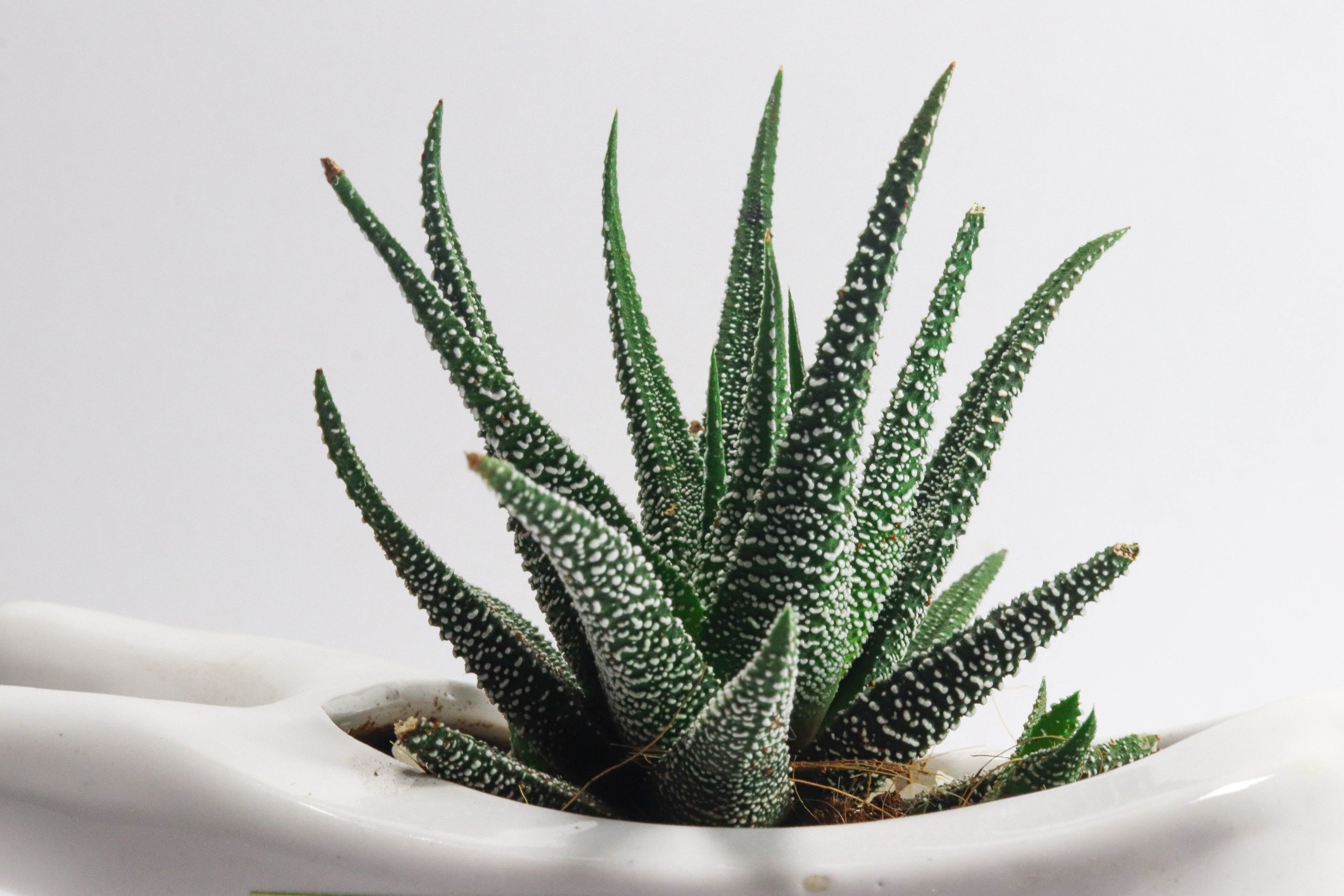 how to grow aloe vera in a small apartment - arktivate
