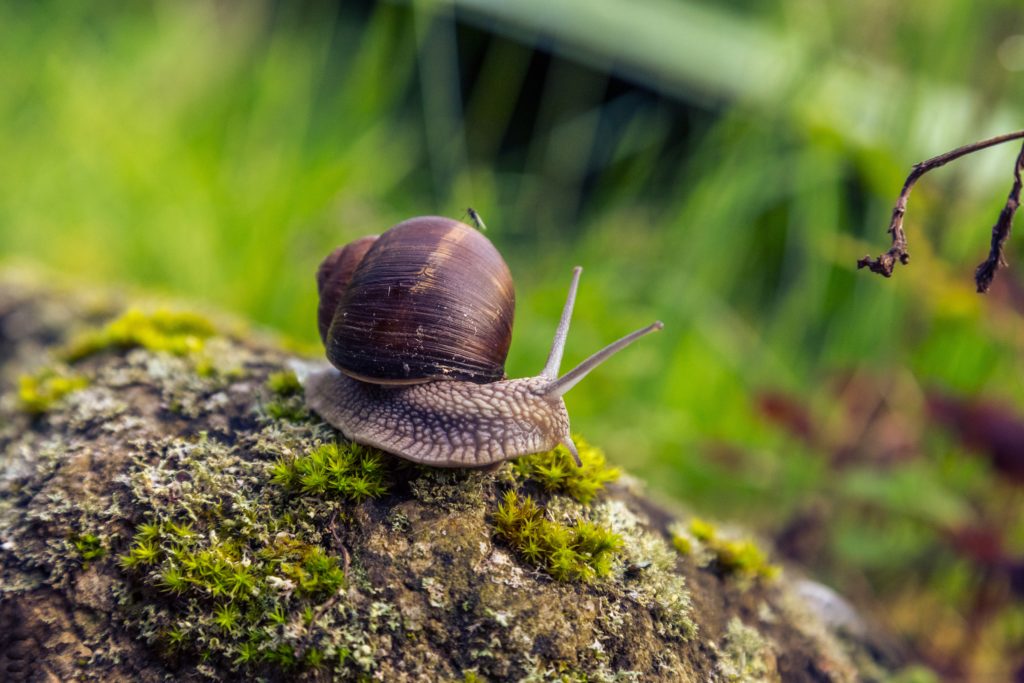 use crushed eggshells to lessen the number of snails in your garden