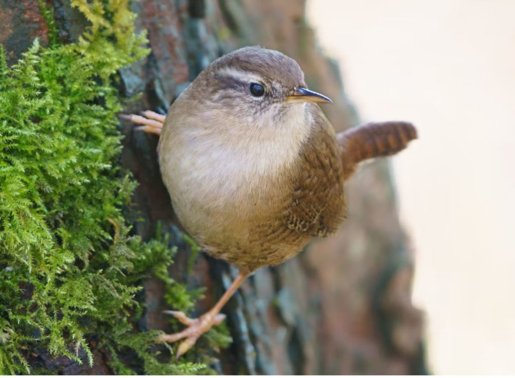 Small bird on a tree