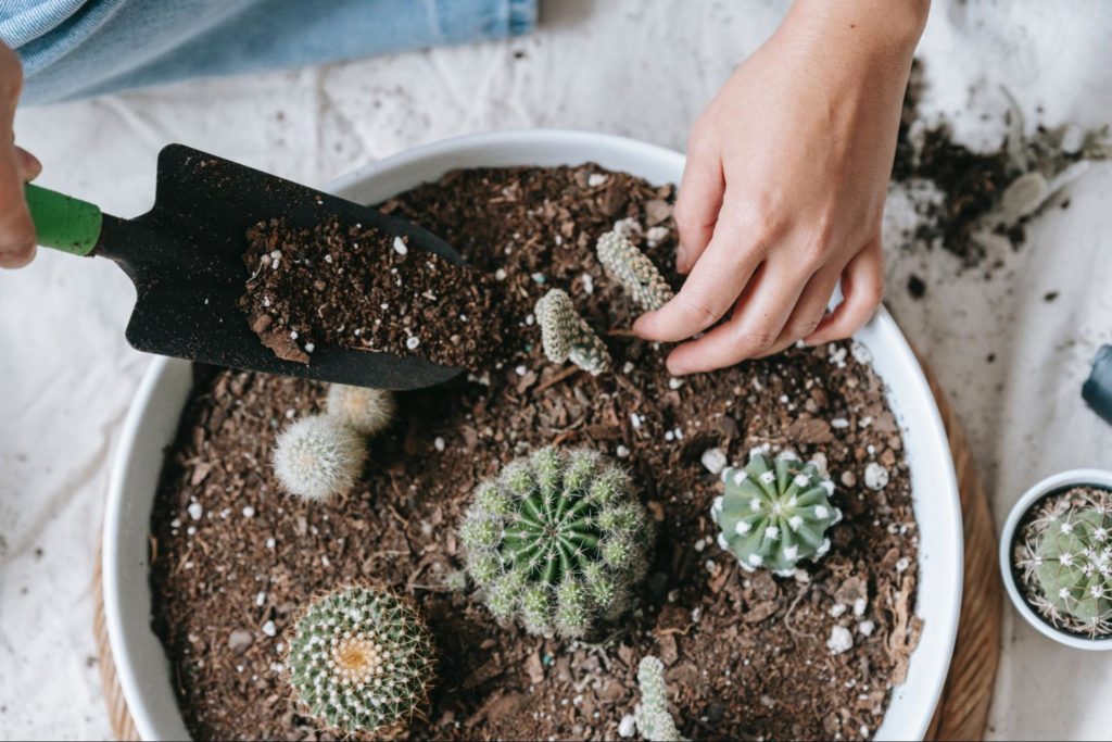 Special potting mixes are especially essential for cactus and succulent plants.