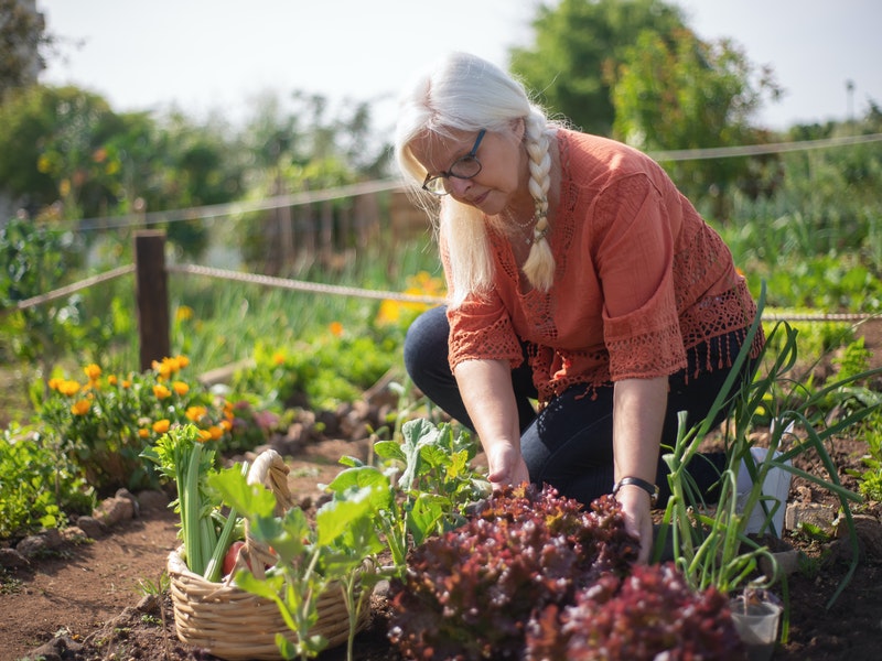 An older woman in a vegetable garden, harvesting vegetables.