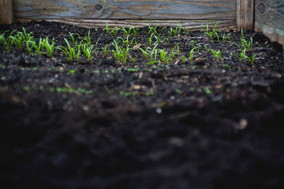 Budding plants require nutrients enriched soil