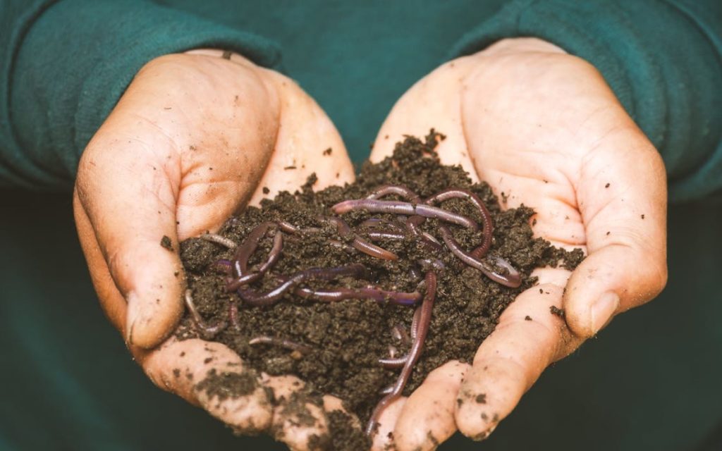 Earthworm humus is an example of a great organic compost.