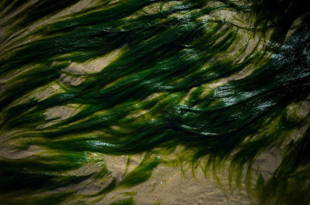 Obtained from the ocean, seaweed is completely non-toxic and full of nutrients.